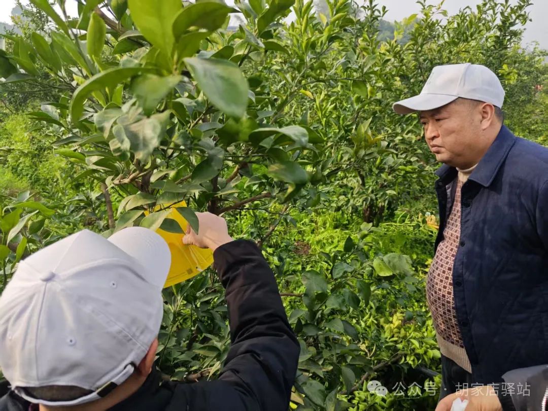 集益镇安装柑橘木虱诱捕器推进柑橘木虱防治工作
