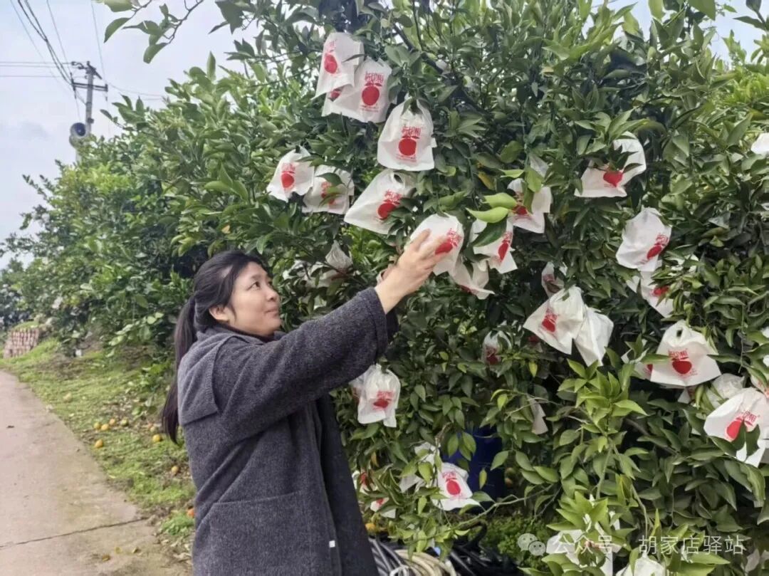 集益镇开展农残检查工作