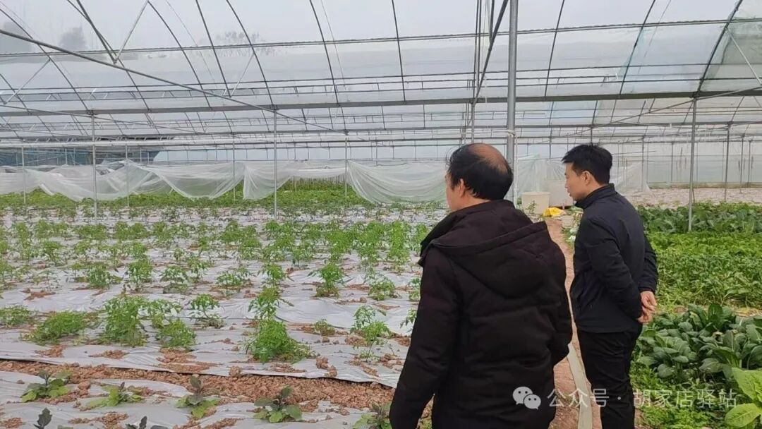 集益镇查看蔬菜种植生产情况