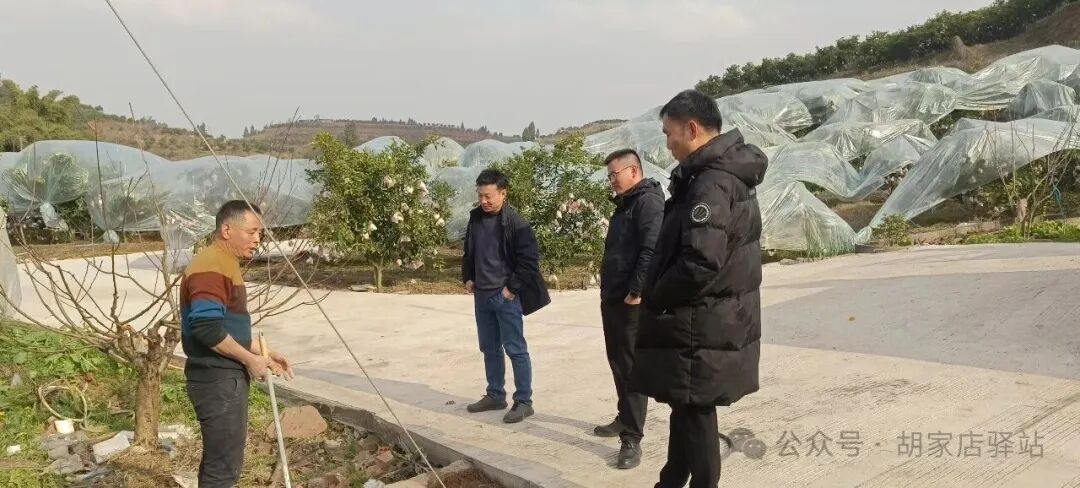 集益镇开展柑橘园区巡查工作