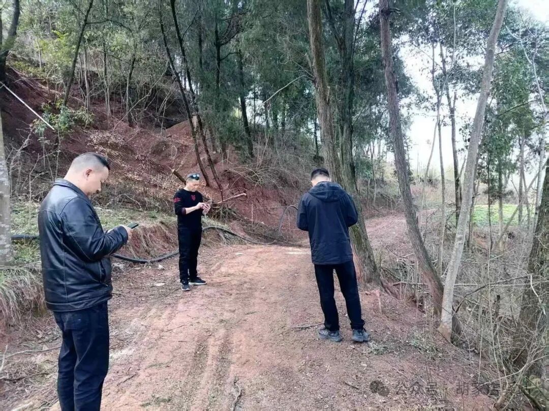 集益镇核查金峰村林地卫星图片