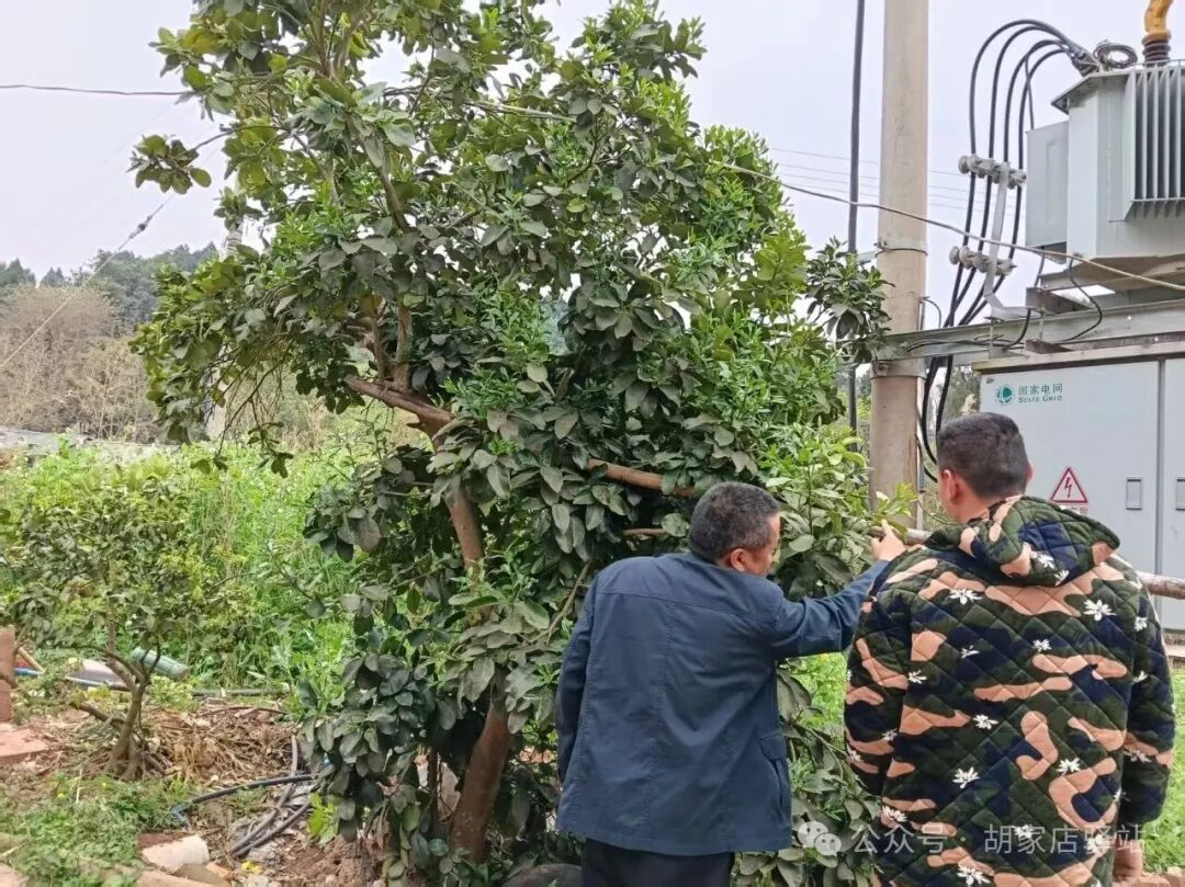 集益镇开展柑橘木虱虫情调查工作