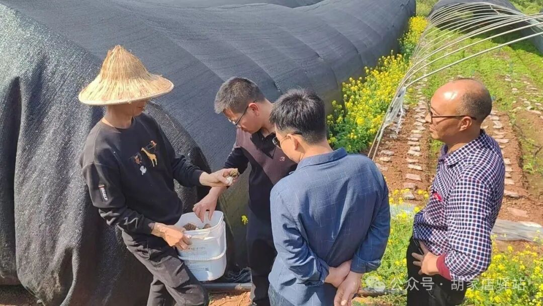 集益镇查看羊肚菌种植发展情况