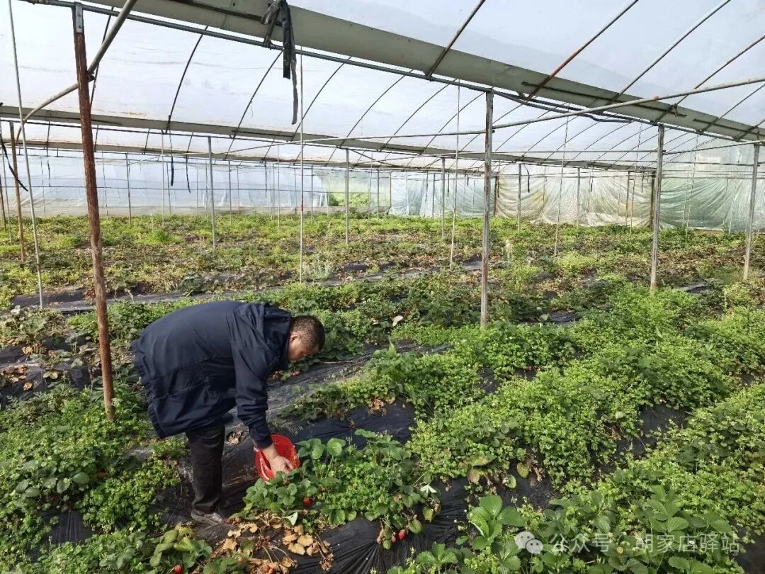 集益镇开展农产品农残检测