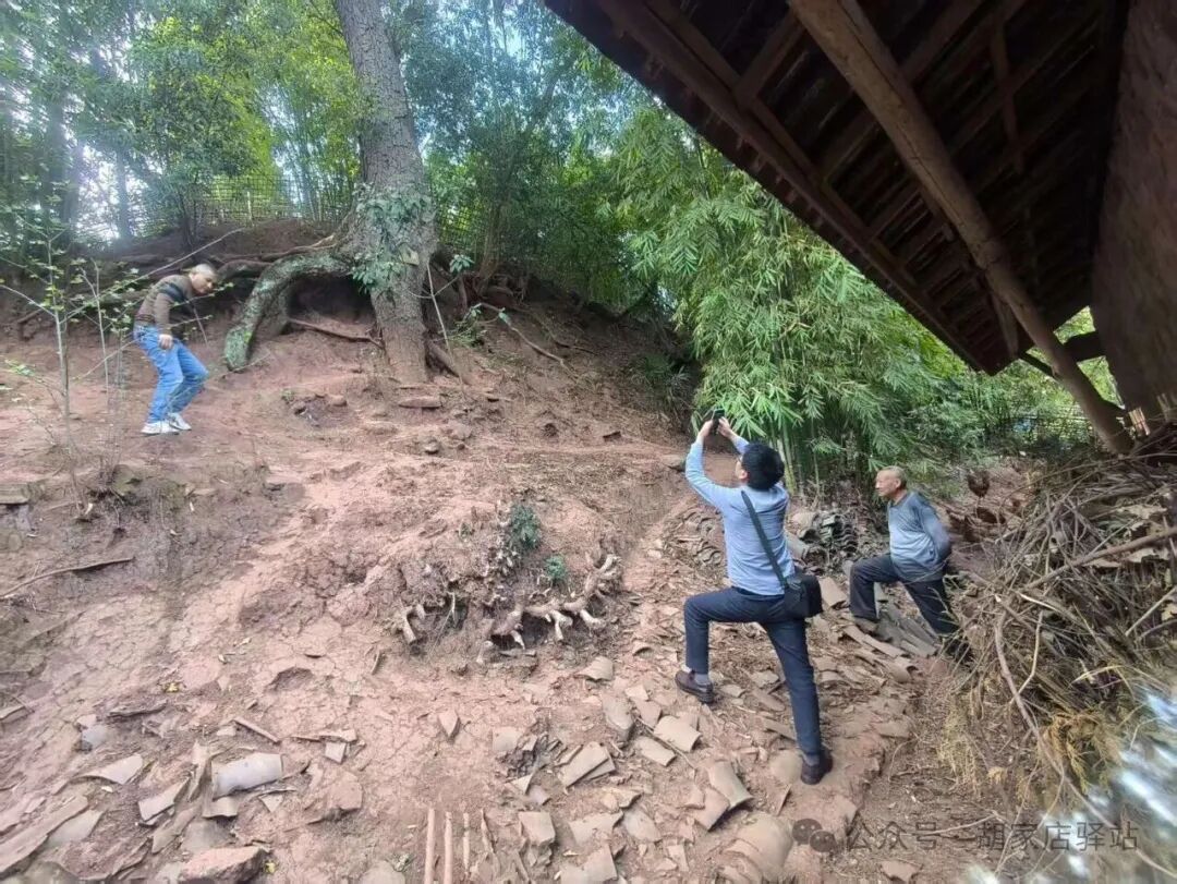 县自然资源局来集益镇开展古树实地调研