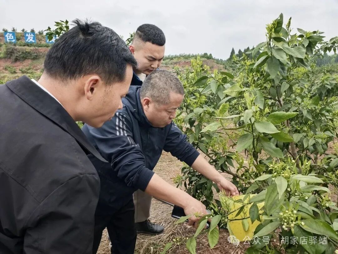集益镇开展虫情监测点黄板悬挂和调查培训